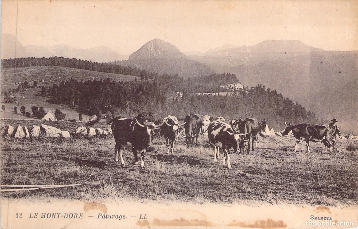 Postcards: Postal Le Mont-Dore Francia Paisaje de Pasto con Vacas