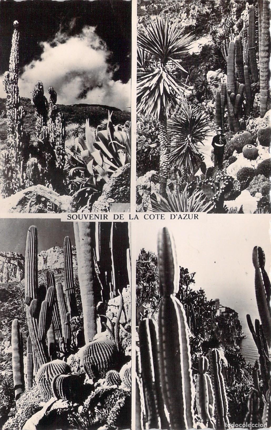 Postais: Postal Souvenir de la C&ocirc;te d'Azur - Plantas Ex&oacute;ticas