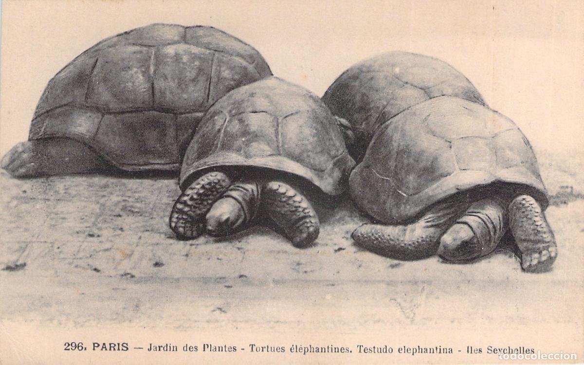 Postcards: Postal de Tortugas Gigantes en el Jardin des Plantes de Par&iacute;s