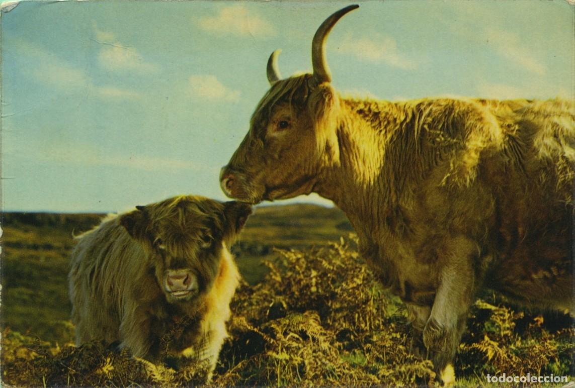 Postales: N&ordm; 3984 G-ESCOCIA. Gran Breta&ntilde;a. Vaca y ternero. Circulada en 1969. ED. J. ARTHUR DIXON
