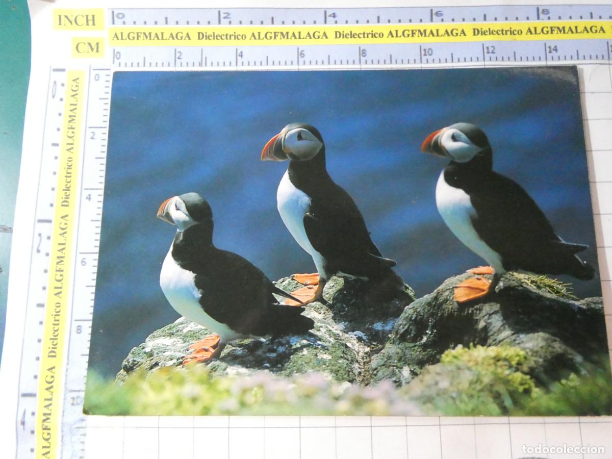 Postales: POSTAL DE ISLANDIA. FAUNA ANIMALES AVES. FRAILECILLOS. 757