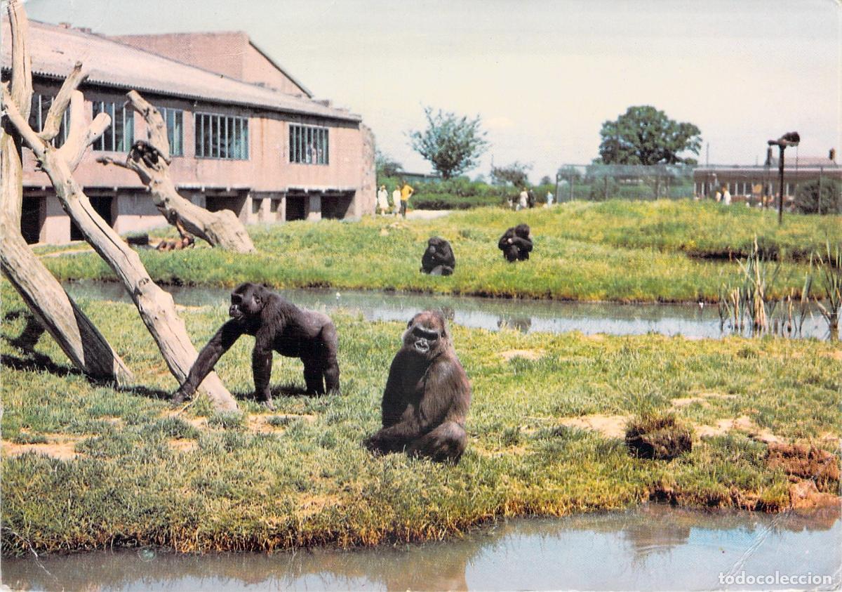 Postales: Postal de Gorilas de Llanura en el Zool&oacute;gico de Chester Inglaterra