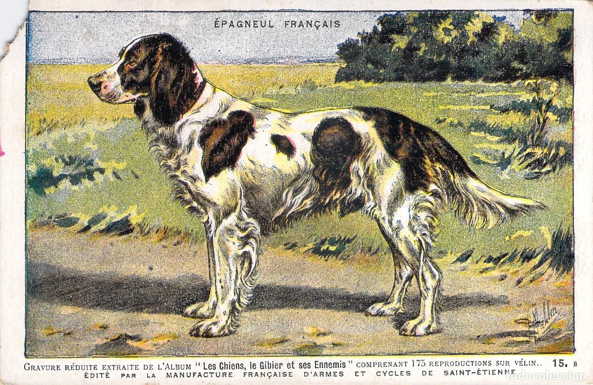 Postcards: Tarjeta Postal &Eacute;pagneul Fran&ccedil;ais Ilustraci&oacute;n Perro de Caza Saint-&Eacute;tienne