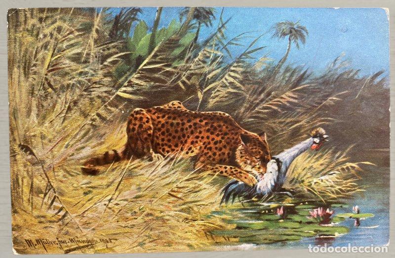 Postales: CPA Africa Leopardo 1905 Circulada Francia Sello Leopoldo II Declercq