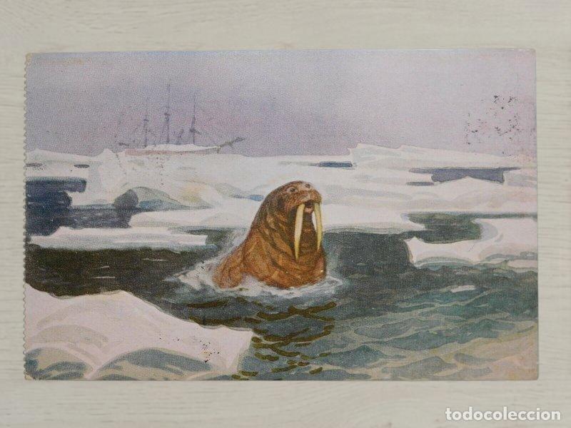 Postales: CPA Noruega 1918 Expedicion Polar Roald Amundsen Polhavet Correo Especial