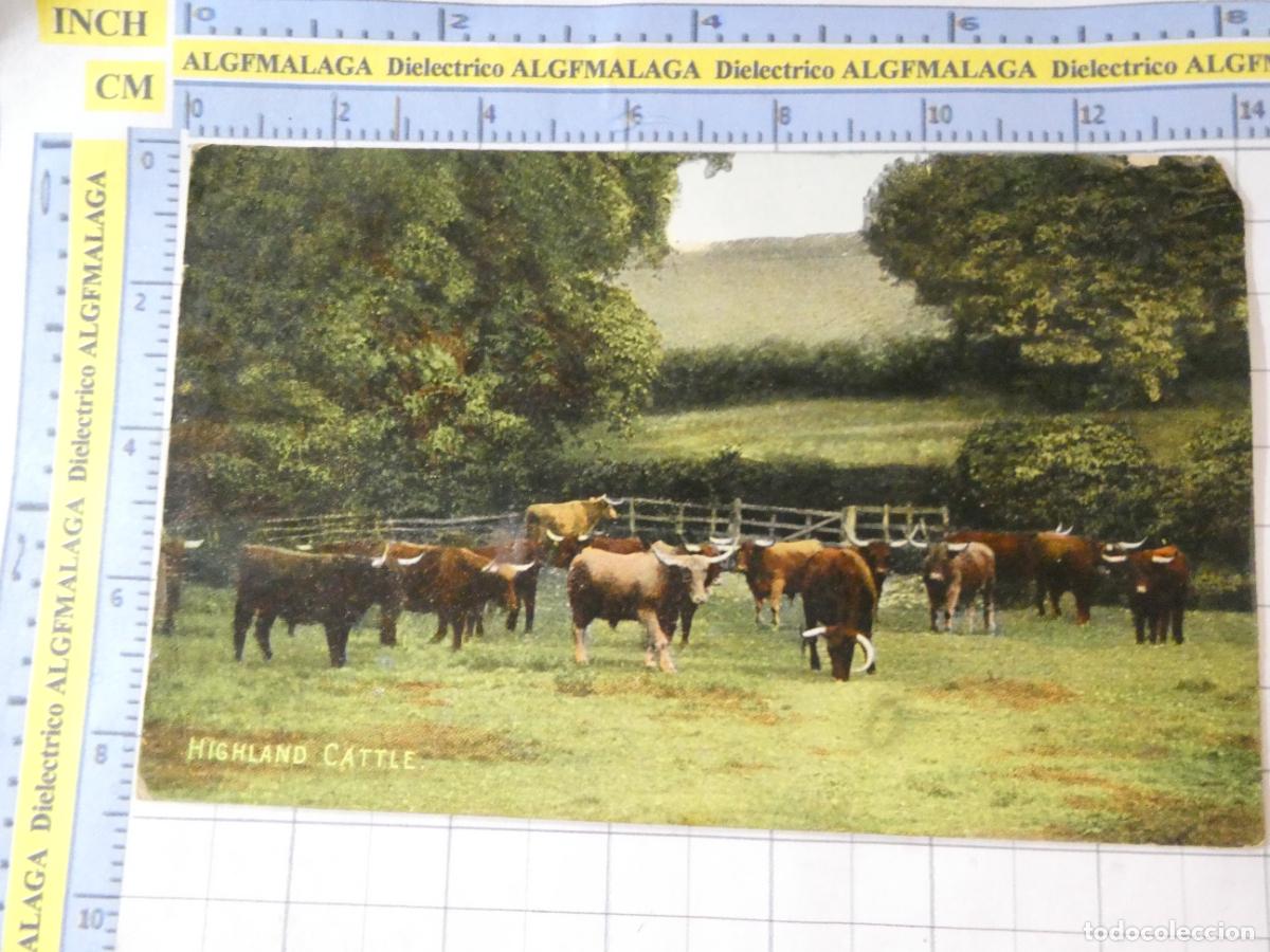Postales: ANTIGUA POSTAL DE REINO UNIDO GRAN BRETA&Ntilde;A. ESCOCIA GANADO EN LAS HIGHLANDS. 1679