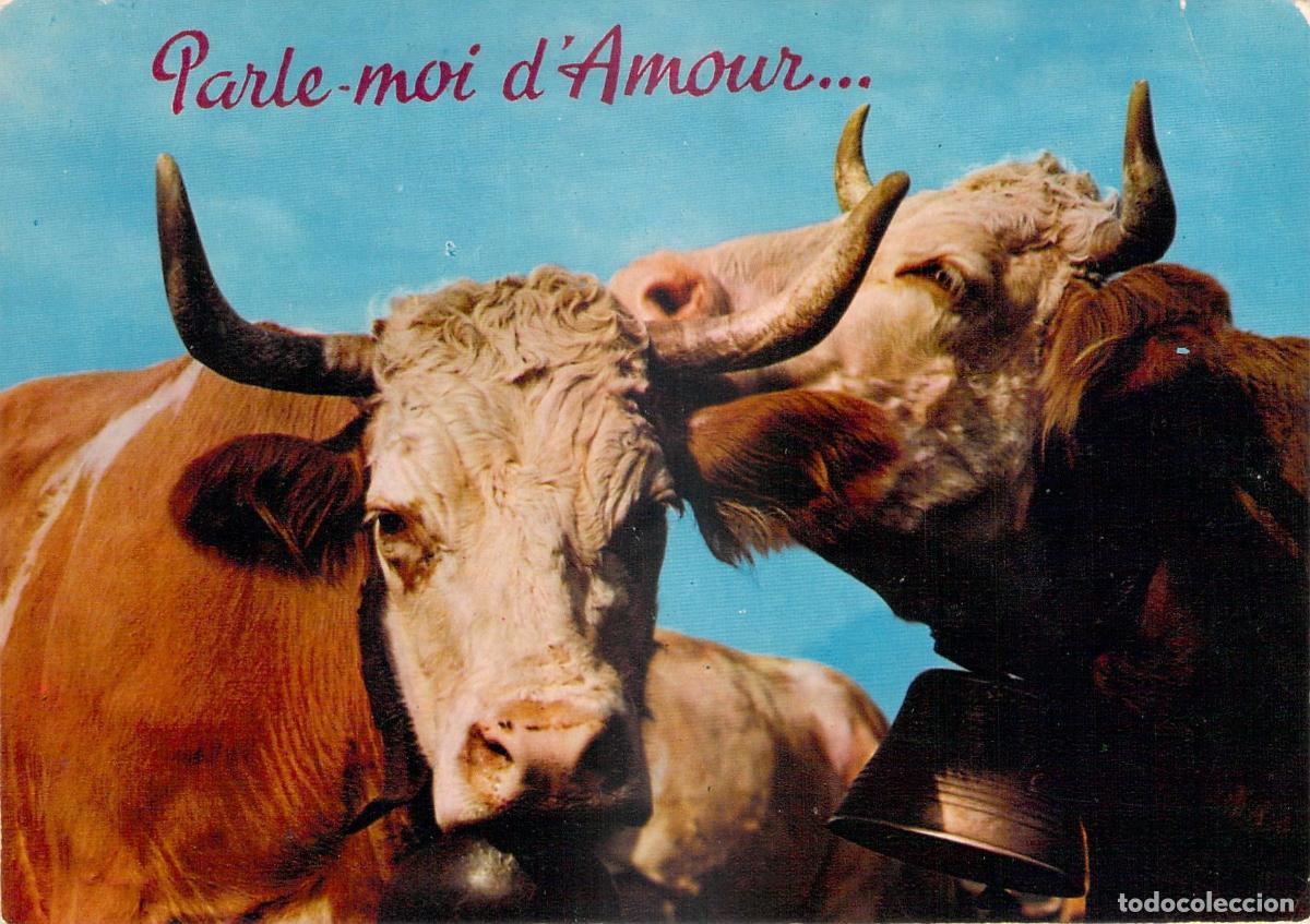 Postales: Postal de dos vacas cari&ntilde;osas con cencerros