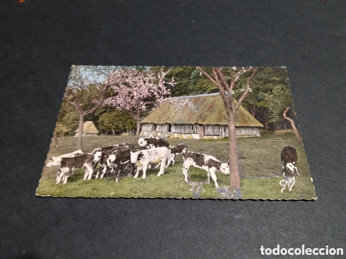 Postales: Postal La Normand&iacute;a vacas