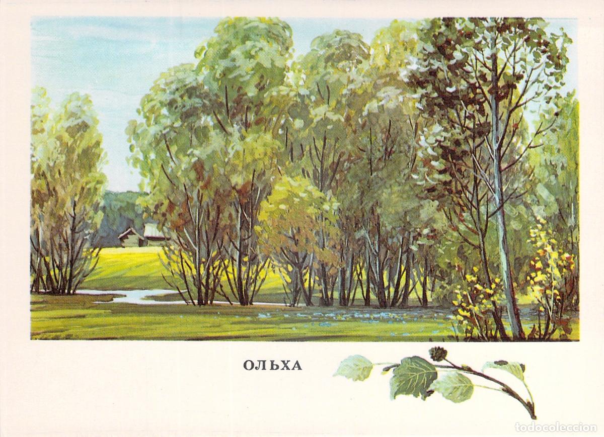 Postales: Postal ilustrada de un aliso