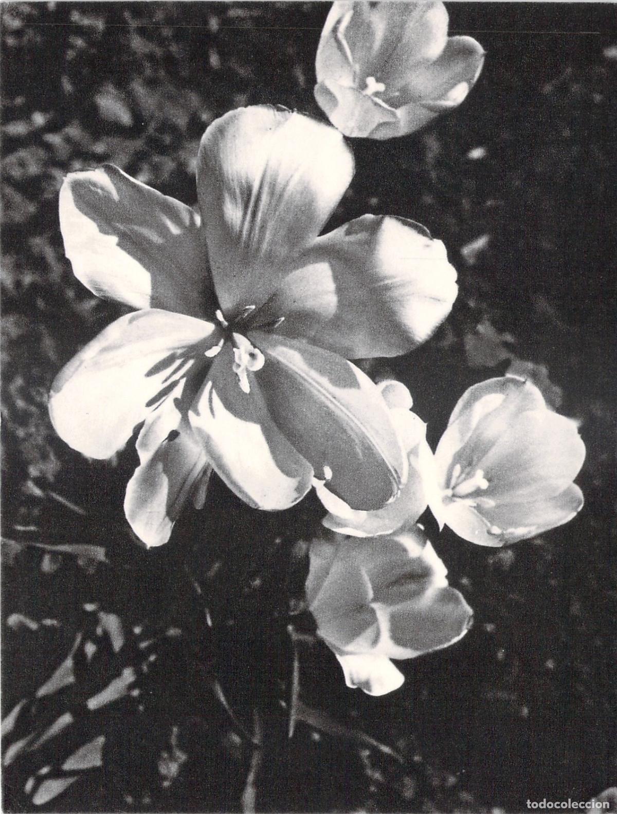 Postales: Postal con fotograf&iacute;a art&iacute;stica de flores en blanco y negro
