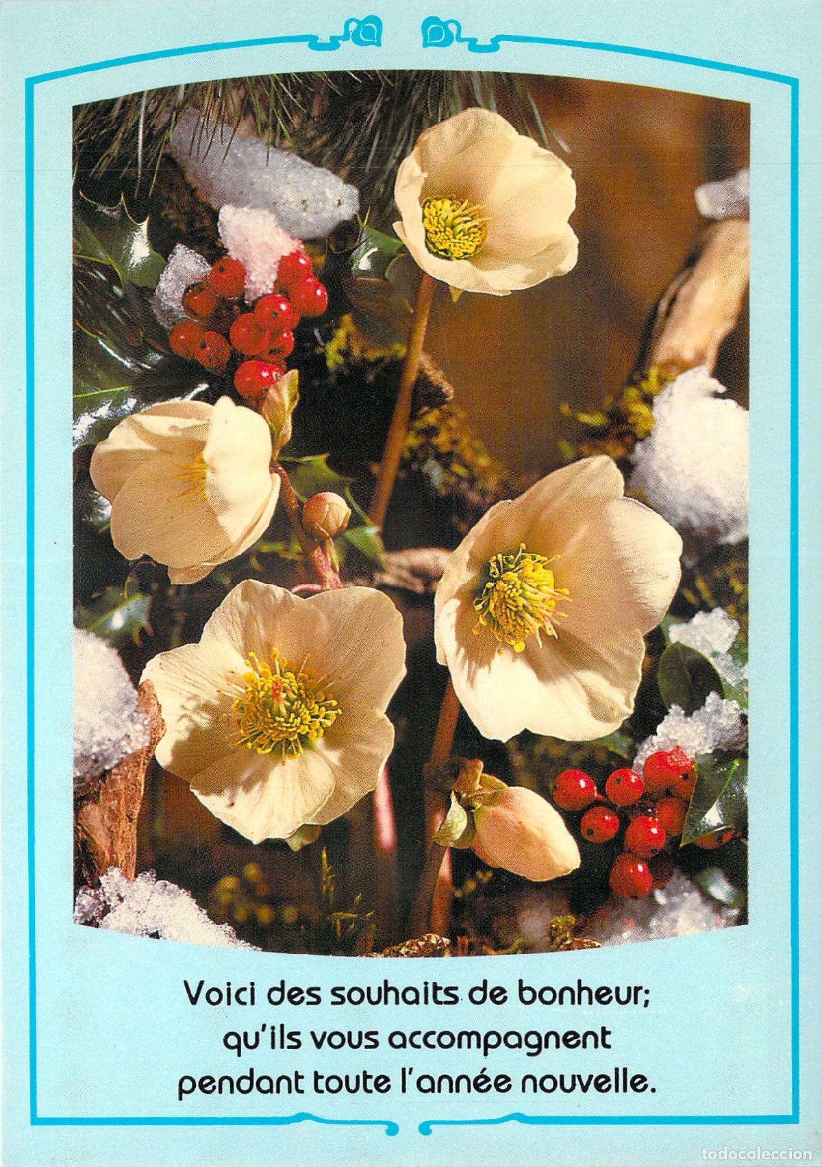 Postales: Postal de Navidad con Flores de Helleborus y Frutos Rojos