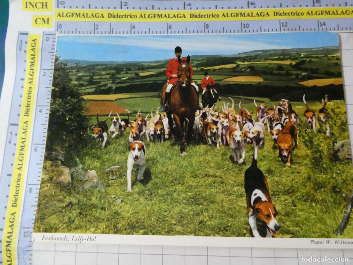 Postales: POSTAL DE REINO UNIDO GRAN BRETA&Ntilde;A. INGLATERRA FOXHOUNDS PERROS CAZA DEL ZORRO. 3071