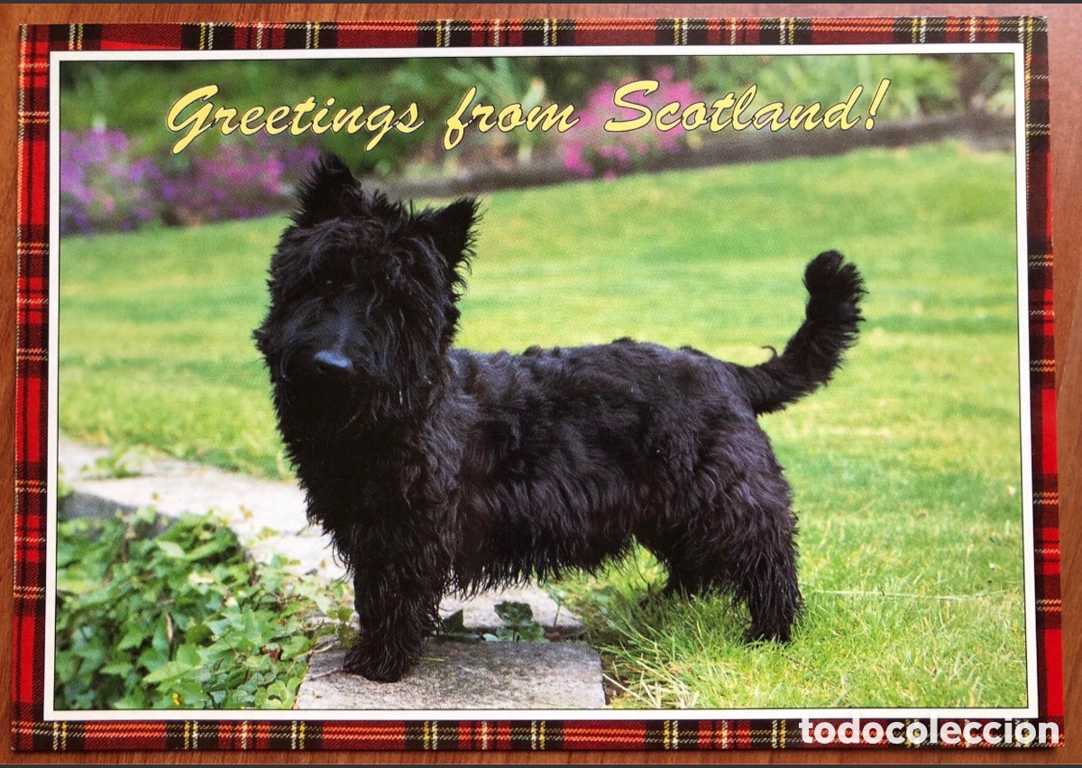 Postales: Postal de Escocia - Perro