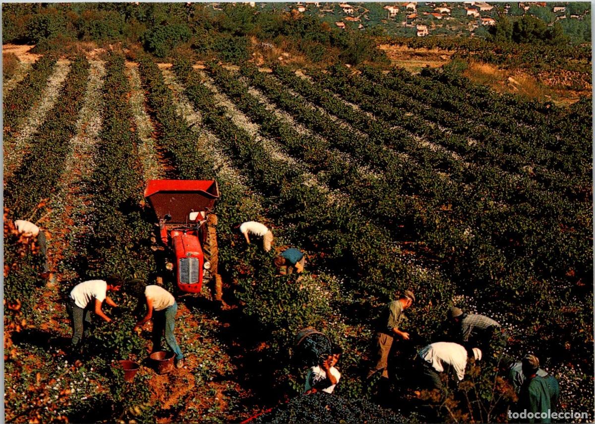 Postales: Francia - (83) - La Cote d'Azur - Les vendanges - La vendimia - Postal - 143x102mm - Tractor
