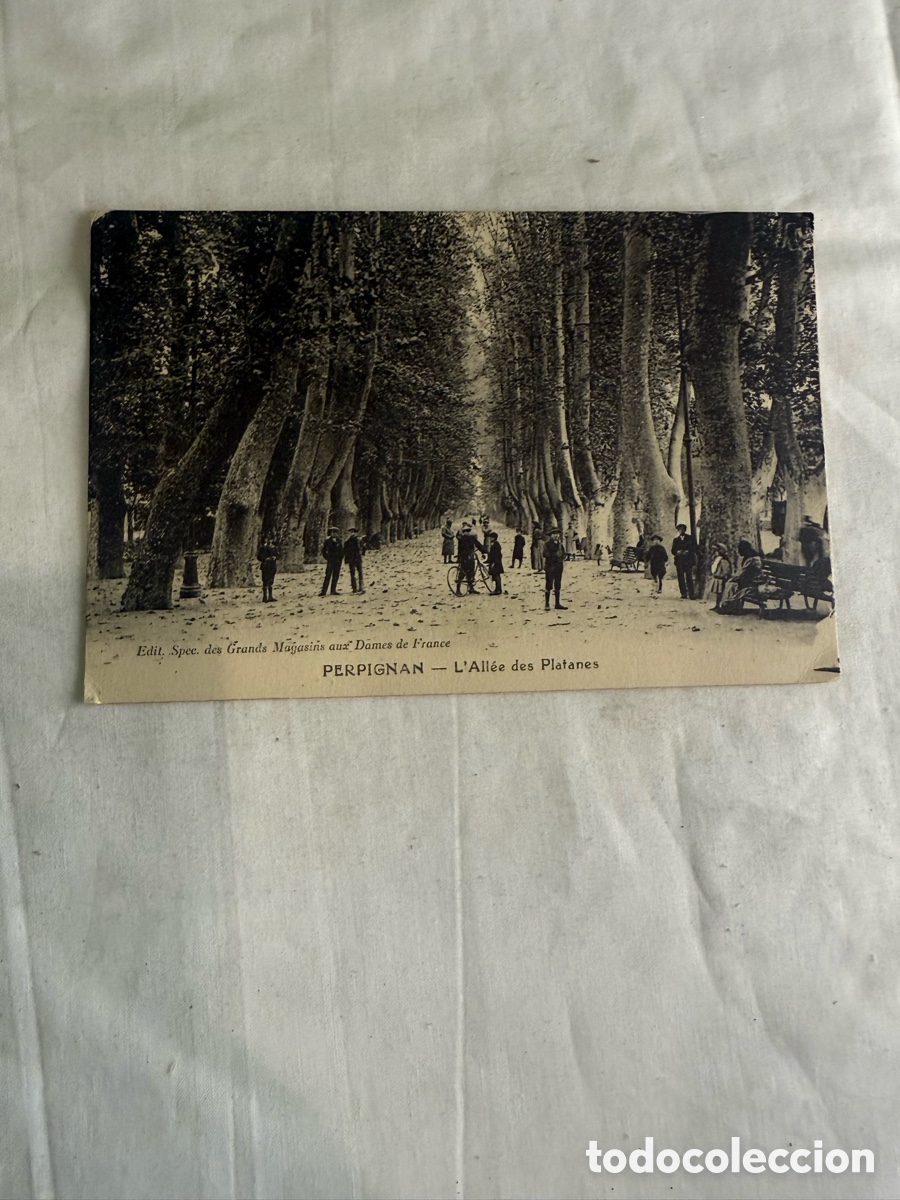 Postcards: Postal Perpi&ntilde;&aacute;n &ndash; All&eacute;e des Platanes &ndash; Francia &ndash; Blanco y negro