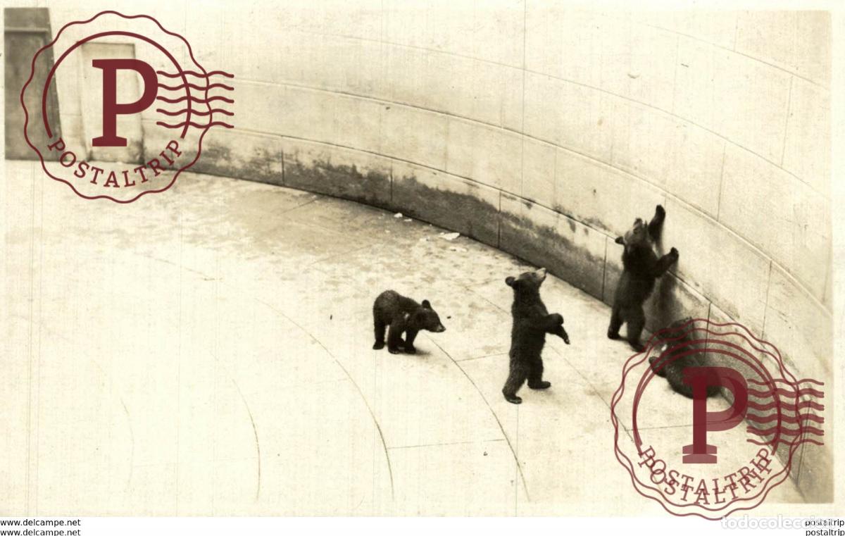 Cartoline: RPPC BARENGRABEN IN BERN