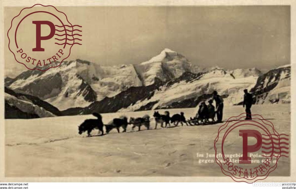 Postales: Im Jungfraugebiet Polarhunde gegen das Aletschhorn. SuizaSwitzerlandSuisse