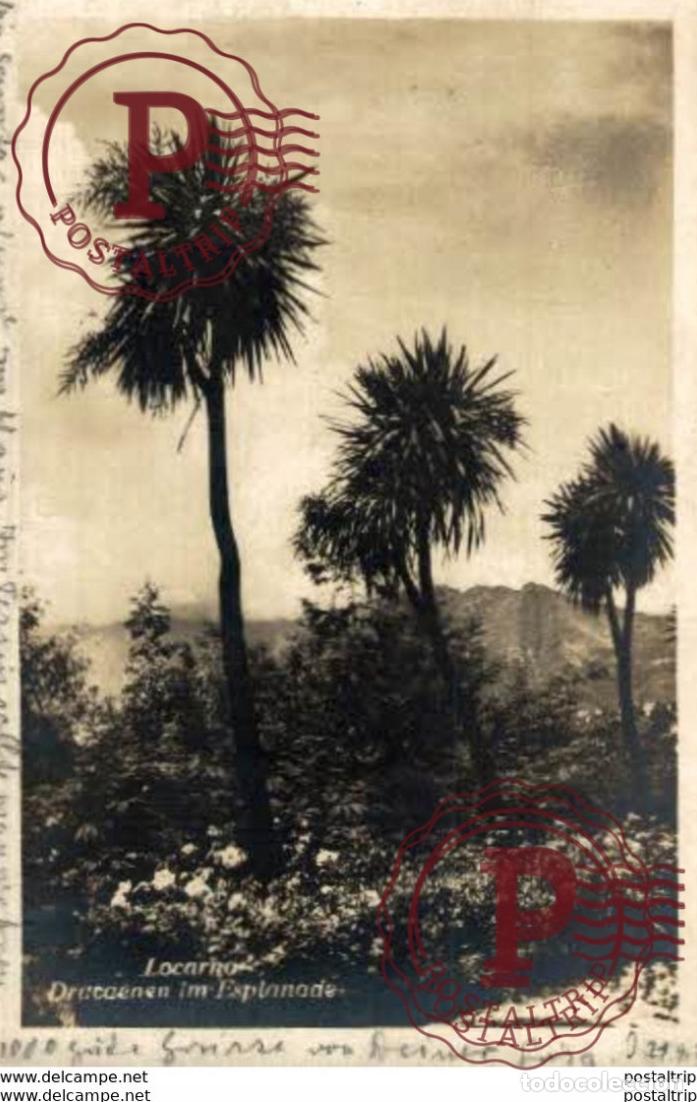 Postales: RPPC LOCARNO DRUCAENEN IM ESPLANADE . SuizaSwitzerlandSuisse