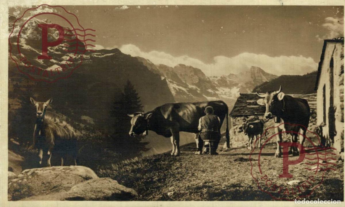 Cartes Postales: CAARTE PHOTO Schweiz Suisse Switzerland