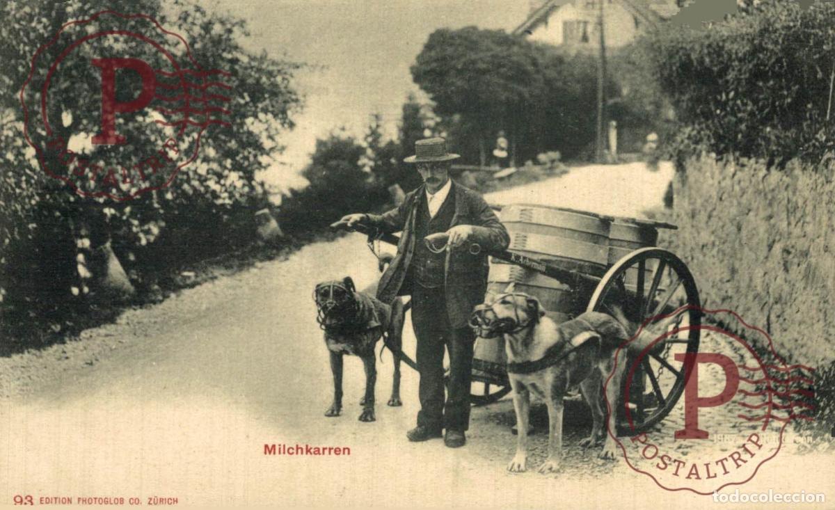 Postales: MILCHKARREN ATTELAGE DE CHIENS SCHWEIZ SUIZA SUISSE