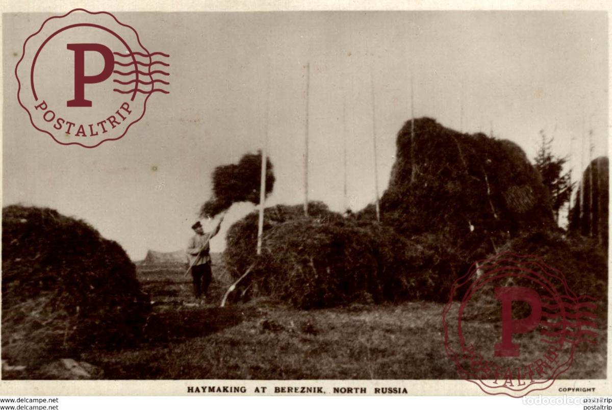 Postkarten: HAYMAKING AT BEREZNIK NORTH RUSSIA russa rusia rusland RUSSE RUSSIE