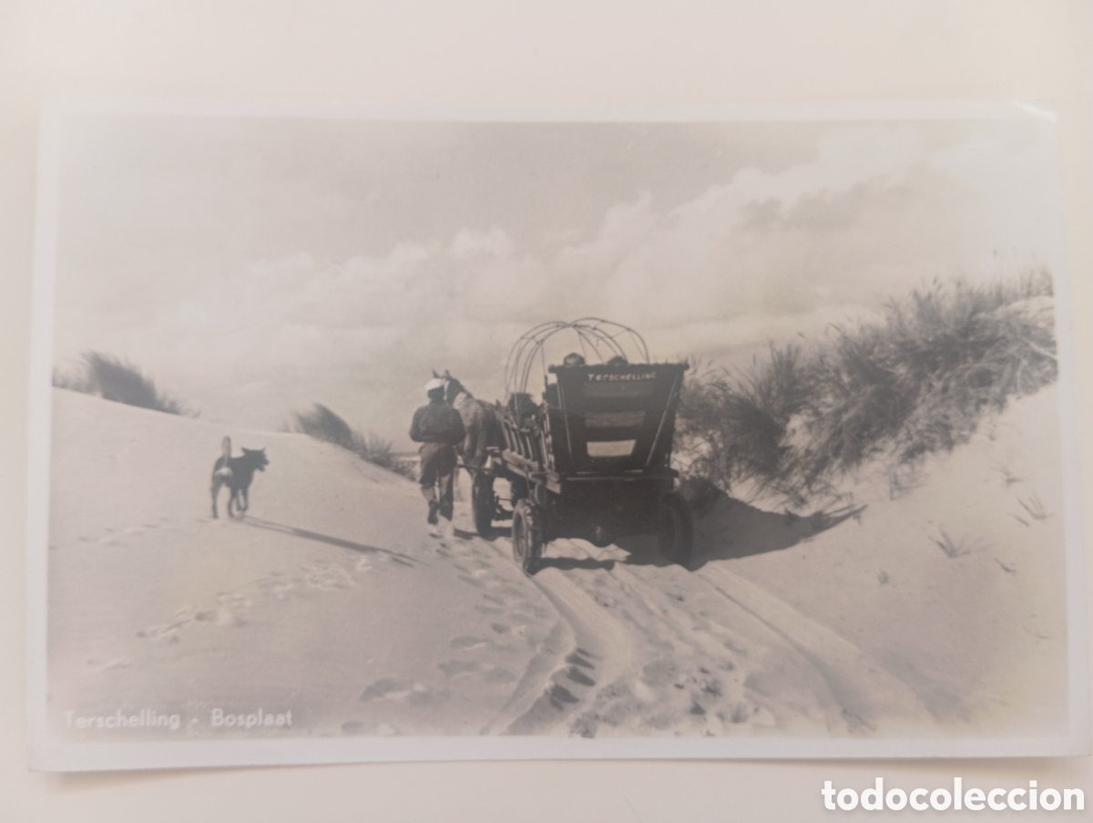 Postales: Postal Terschelling Bosplaat Holanda A&ntilde;os 50