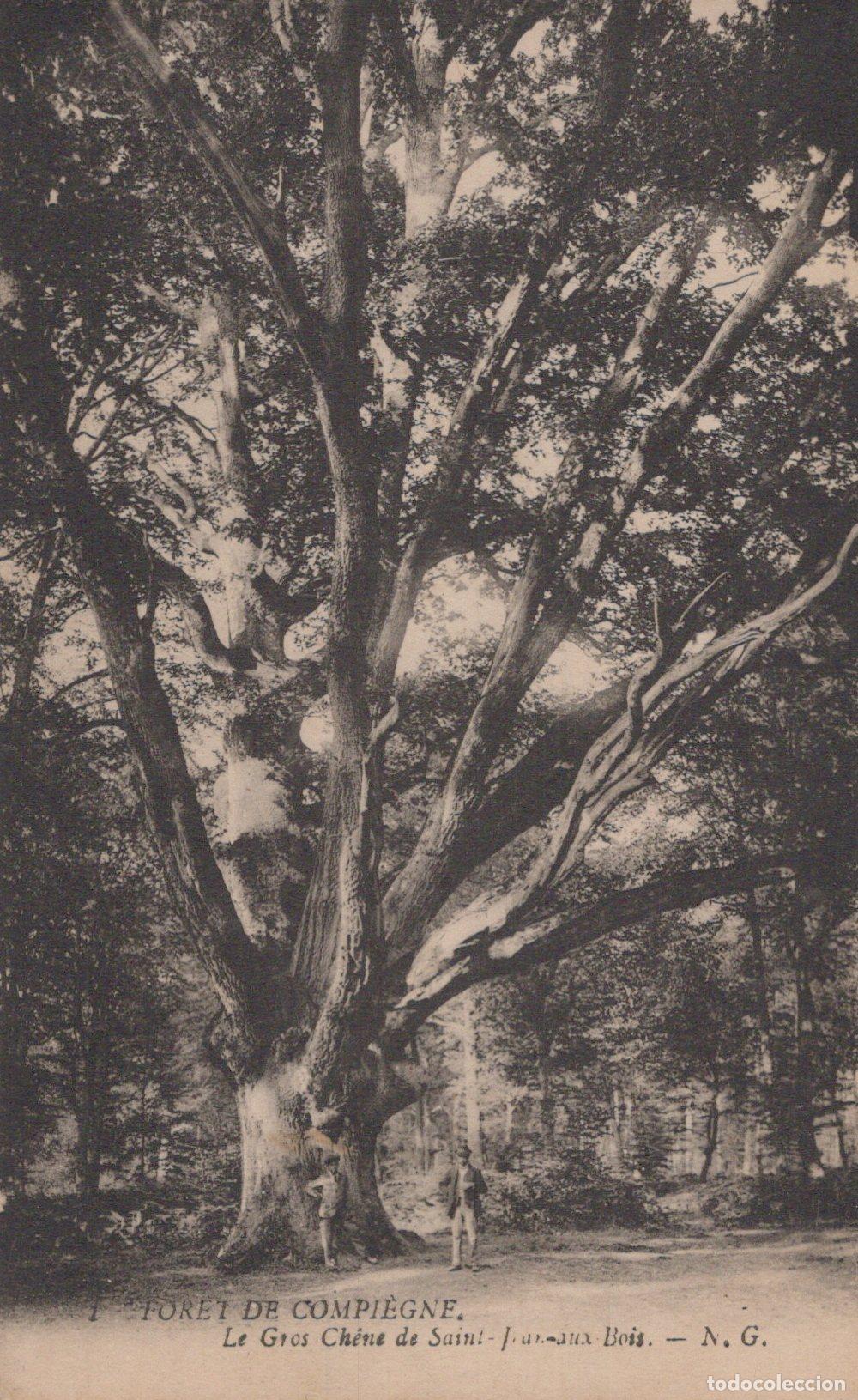 Postkarten: France Saint Jean Aux Bois For&ecirc;t Compi&egrave;gne Gros Ch&ecirc;ne Unposted *YAA093