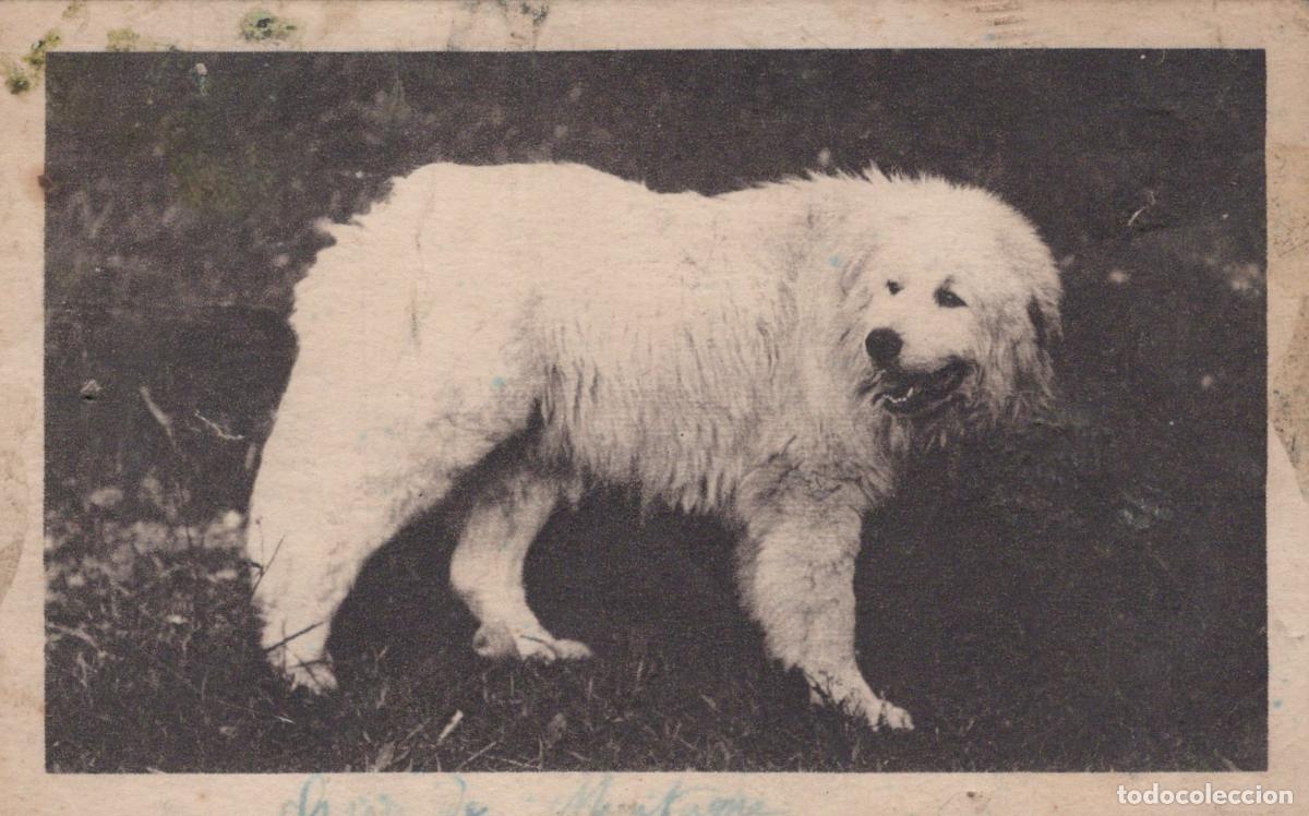 Postkarten: France Bergons de Soum Chien de Montagne Avec Correspondance *YAA175