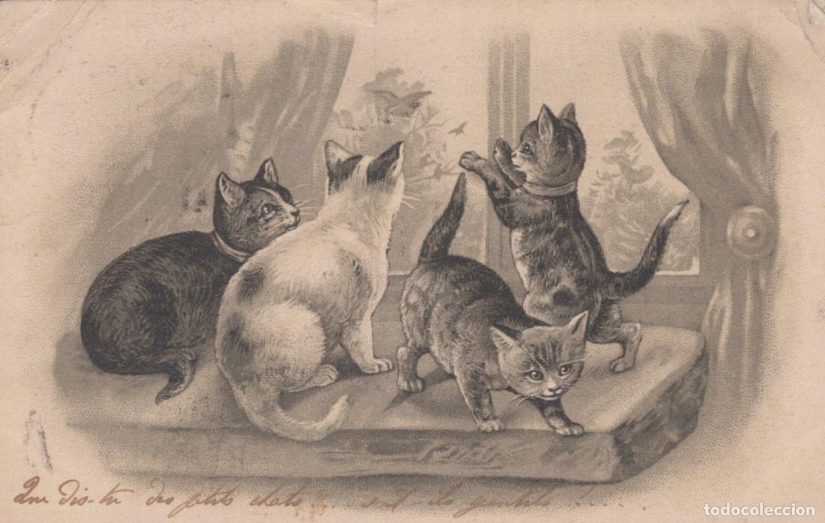 Cartes Postales: France St Omer Quatre Chatons Jouant *YAA262