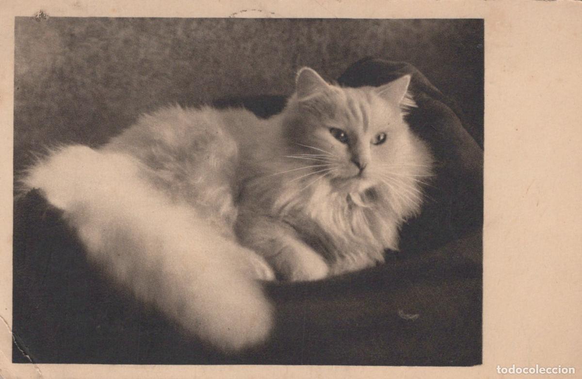 Postkarten: France Asni&egrave;res Chat Blanc Angora 1938 *YAA728