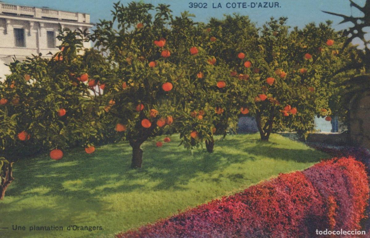 Postales: France Cote D Azur Plantation Orangers Unposted *YAA755
