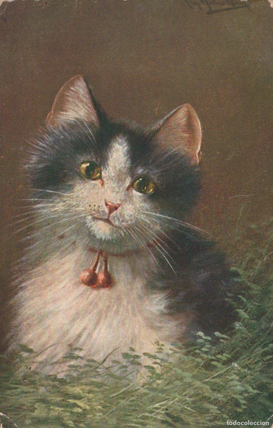 Cartoline: France Chat Portrait F&eacute;lin Illustr&eacute; 1910 *YAA869