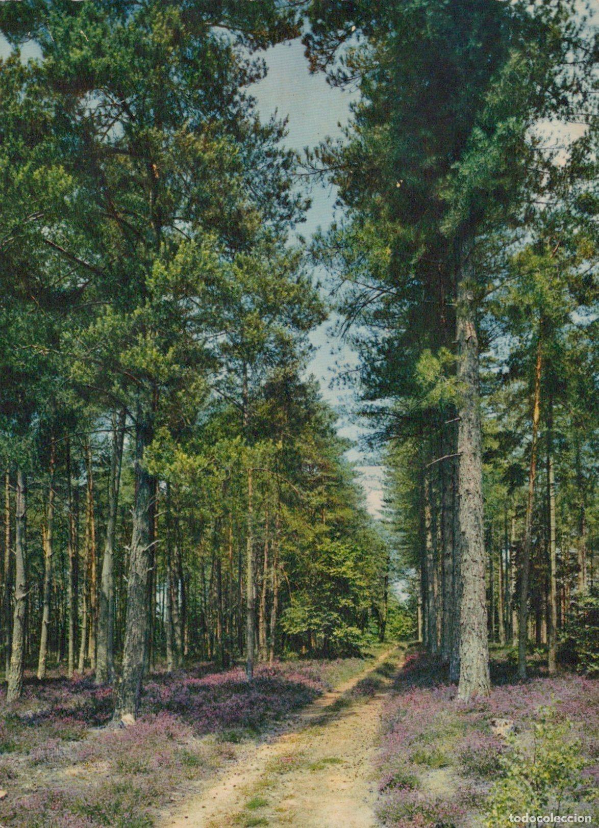 Cartoline: France Sologne Sentier For&ecirc;t Pins Bruy&egrave;res *YAA945