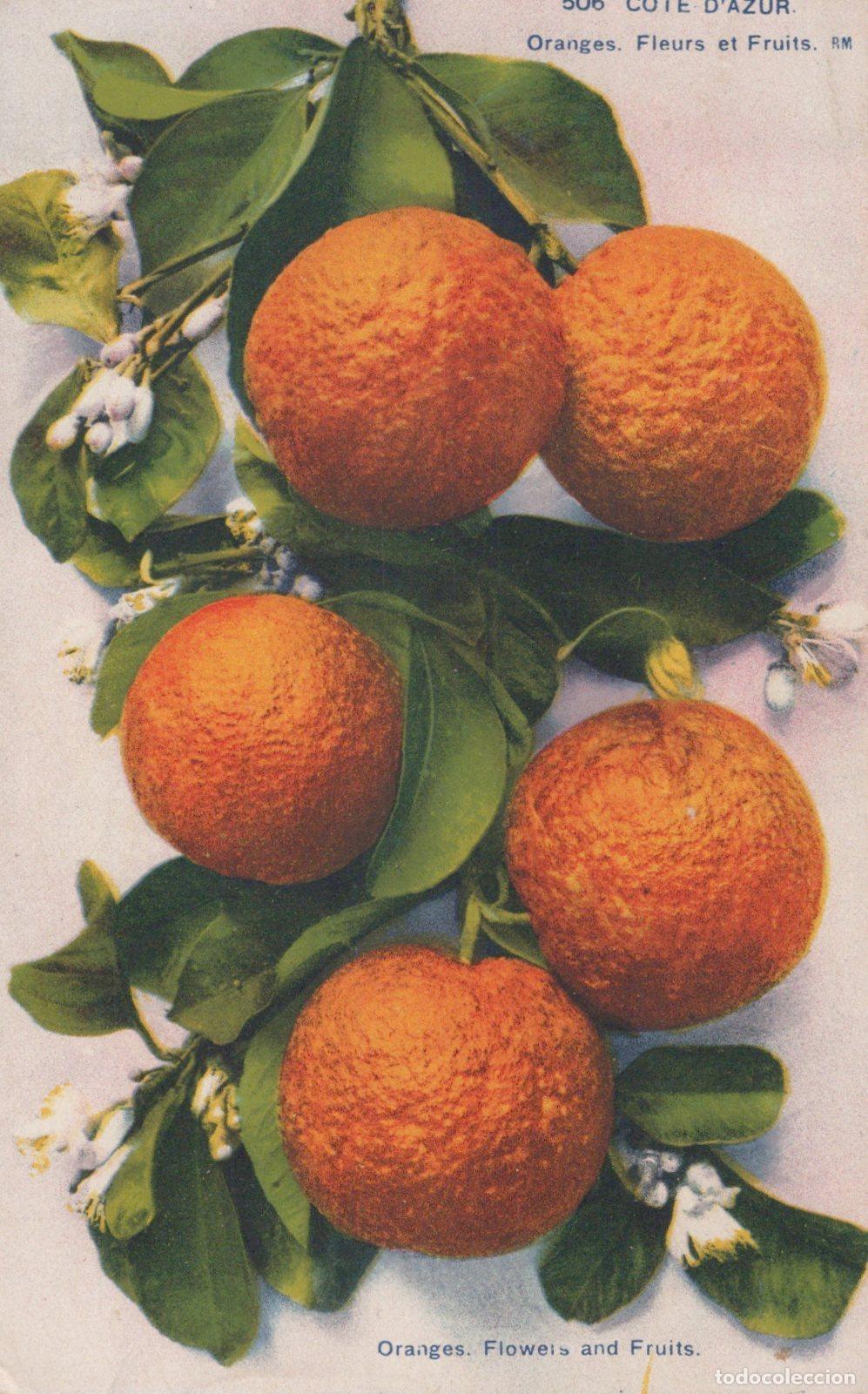 Cartoline: France Nice Nature Oranges Fleurs Fruits Botanique *YAA888