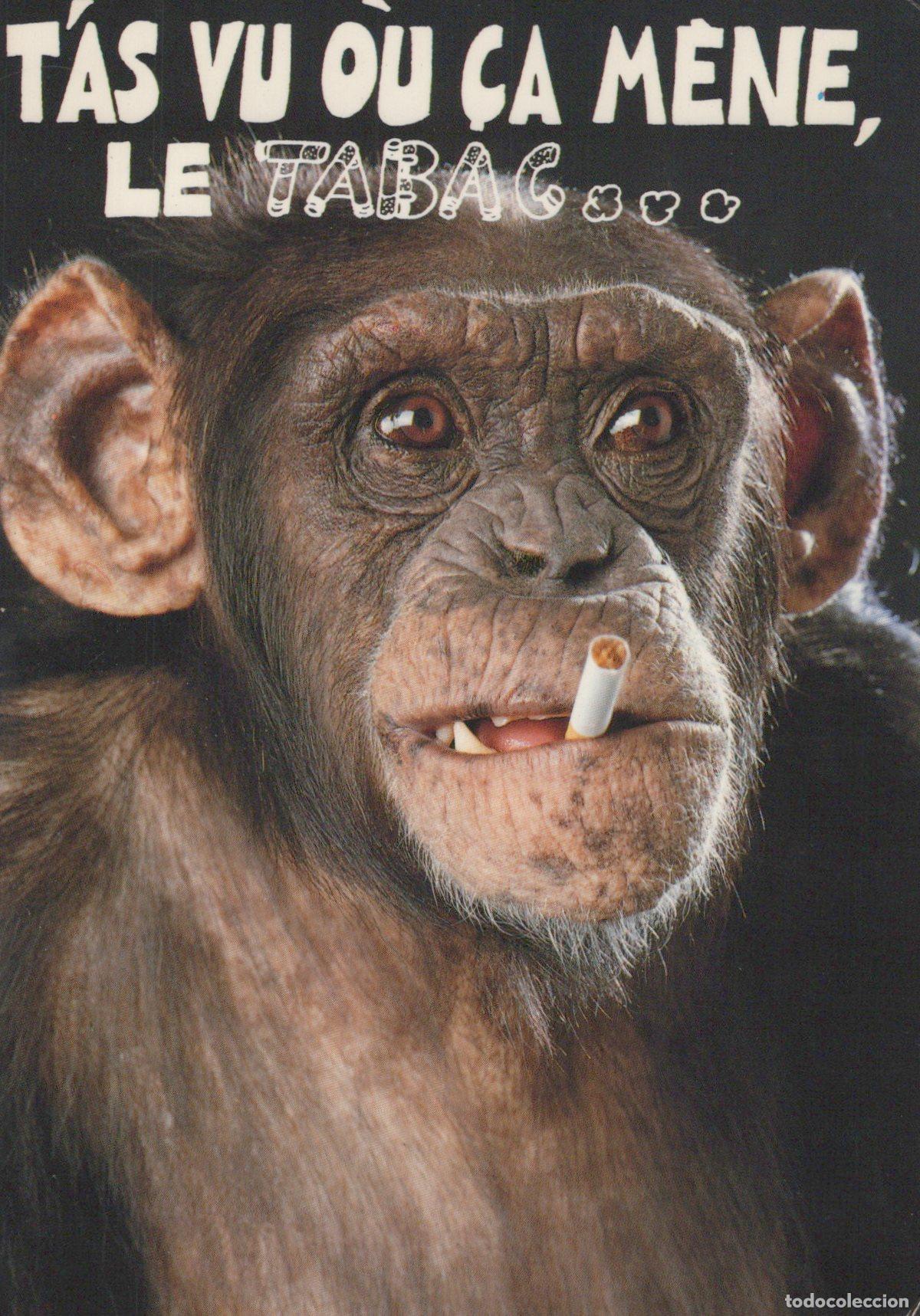 Postales: France Chilly Mazarin &Icirc;le de Chimpanz&eacute; Fumant Anti Tabac Unposted *YAA951