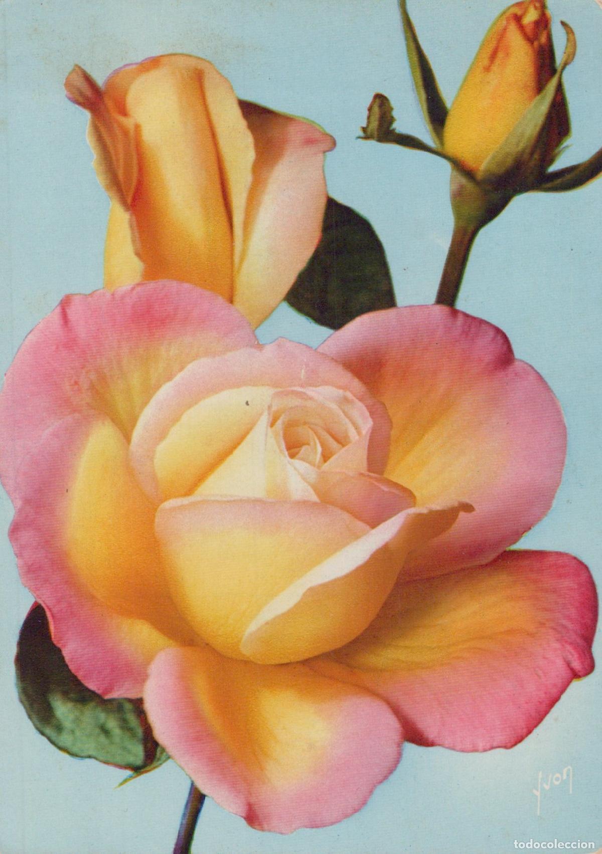 Postales: France Paris &Icirc;le de Jolies Roses de Grand M&egrave;re Jenny Yvon Unposted *YAA953