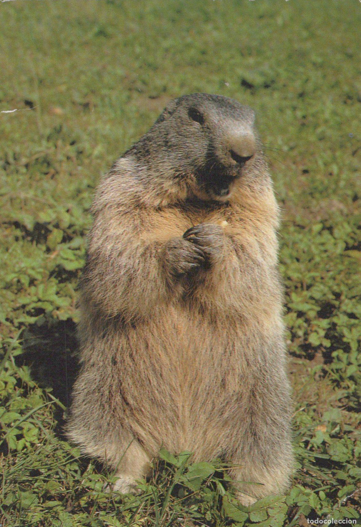 Postales: France Grenoble Marmotte Alpine Faune Sauvage Nature Montagne Post&eacute;e *YAA963