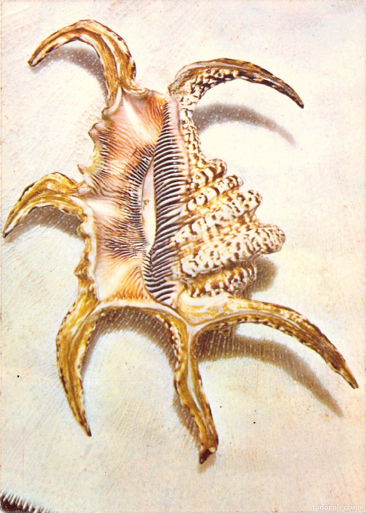 Postales: Postal de Caracola Marina Arthritica Roding de la Isla de la Reuni&oacute;n