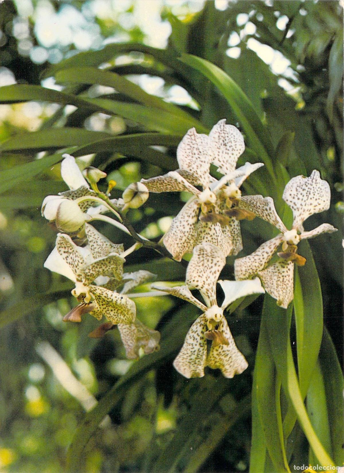 Postales: Postal de orqu&iacute;dea ex&oacute;tica de la isla de la Reuni&oacute;n