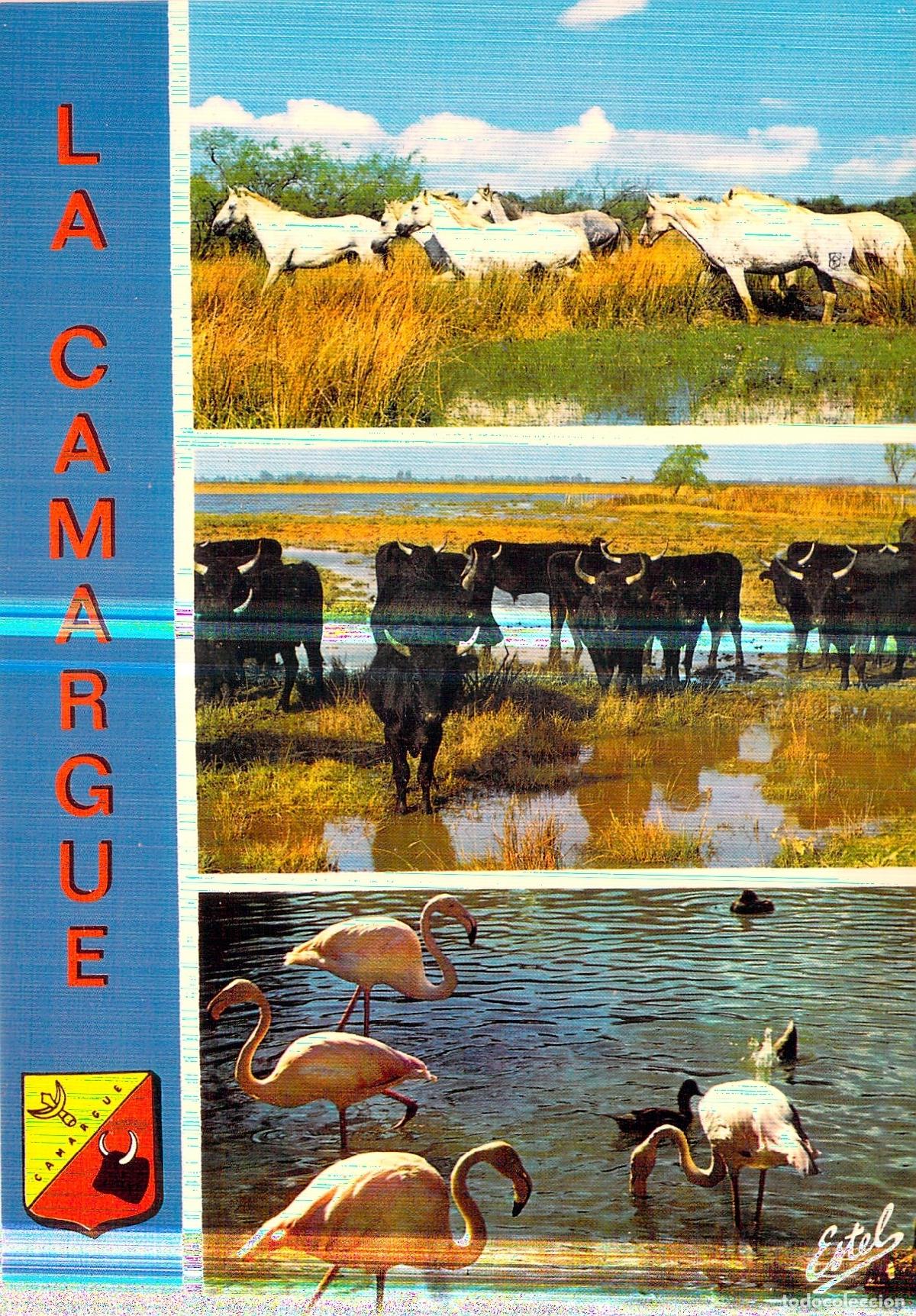 Postales: Postal de la fauna de Camarga: Caballos, Toros y Flamencos