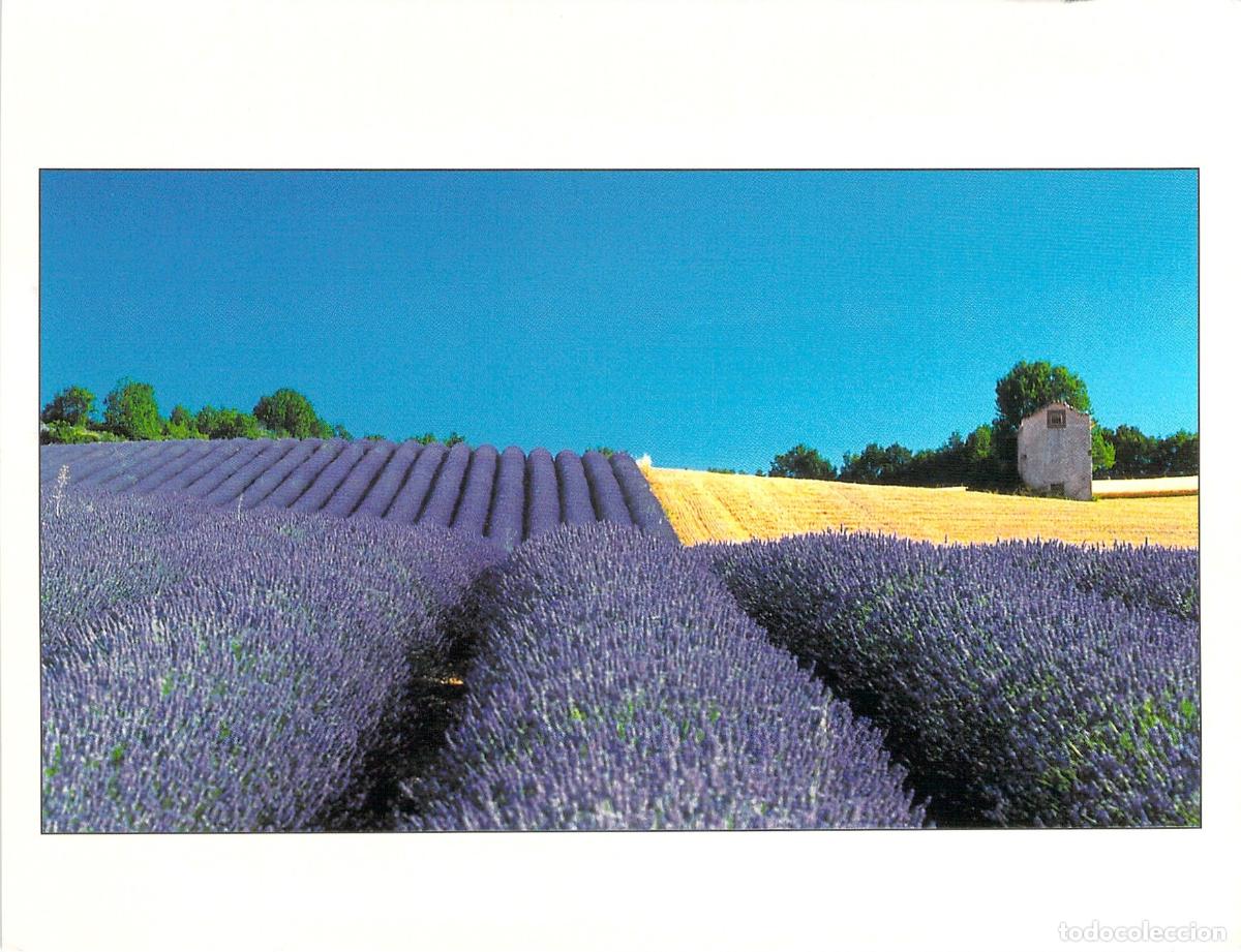 Postcards: Postal con campo de lavanda en Francia