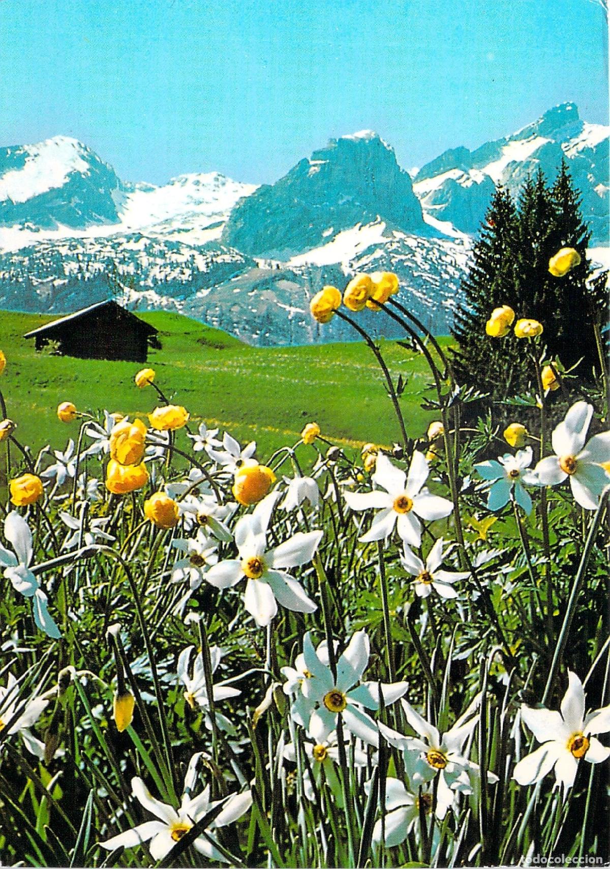 Cartes Postales: Postal de los Alpes en Chorges con paisaje de narcisos