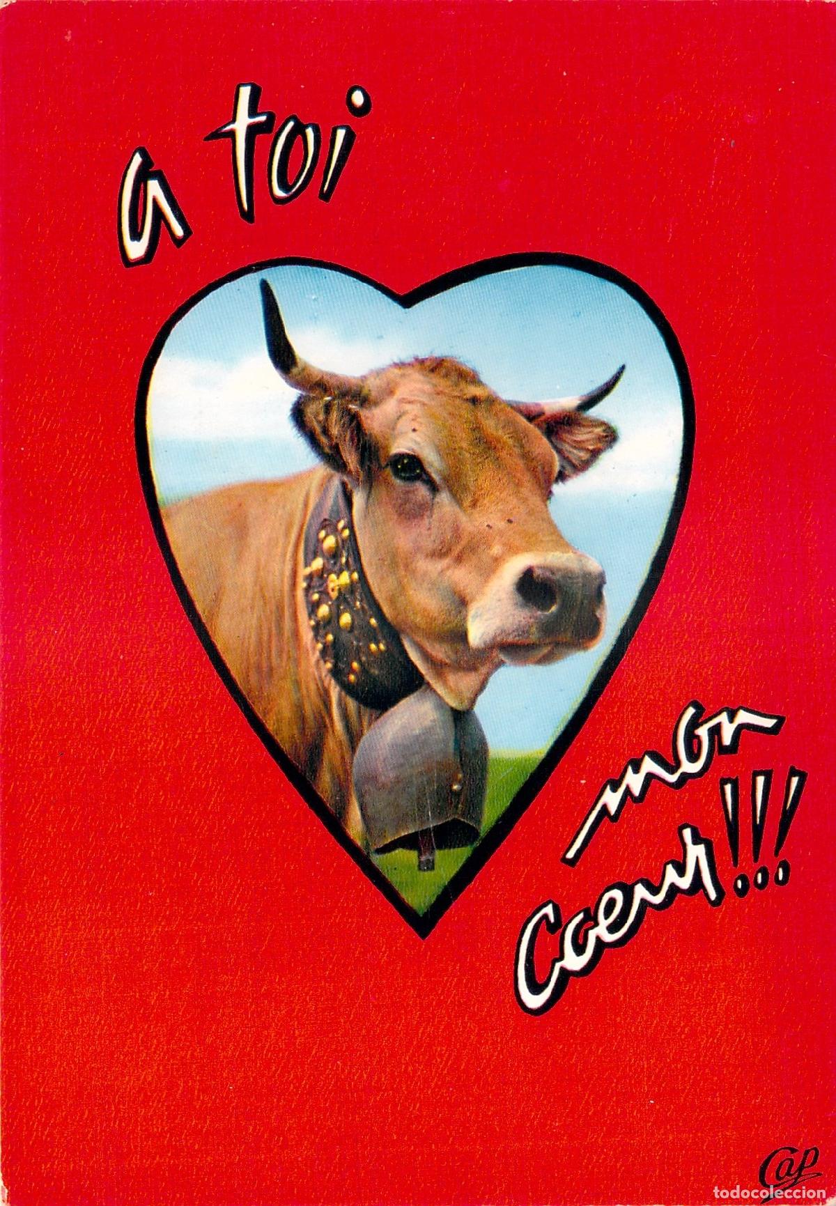 Postais: Postal humor&iacute;stica con vaca y forma de coraz&oacute;n