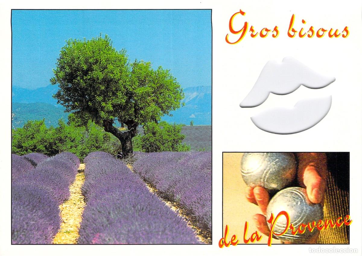 Postales: Postal de Provenza con campos de lavanda y petanca
