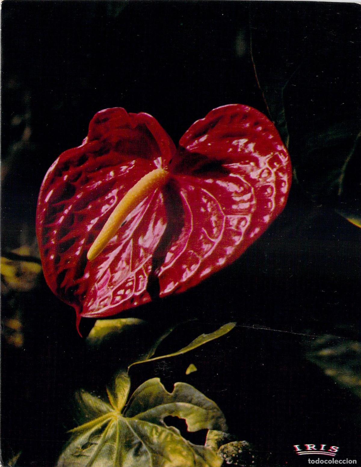 Postales: Postal de Anturio Flor Tropical