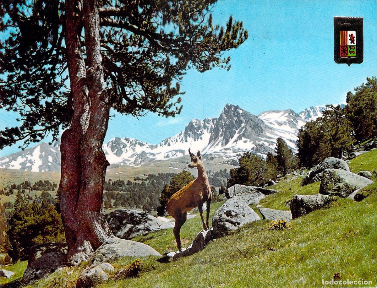 Postales: Postal de Rebeco en los Pirineos Franceses