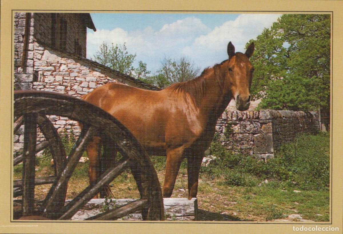 Cartes Postales: France Ytrac Cheval Brun Sc&egrave;ne Rurale *YAB070