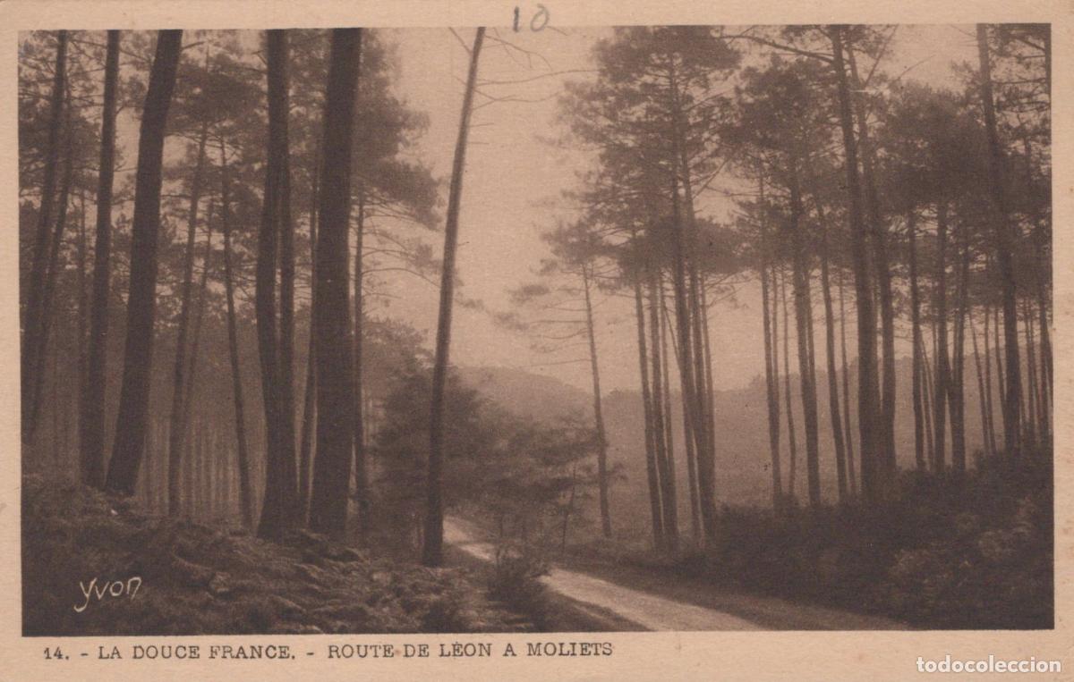 Postkarten: France L&eacute;on Route Foresti&egrave;re Landes Paysage Pins Unposted *YAB375