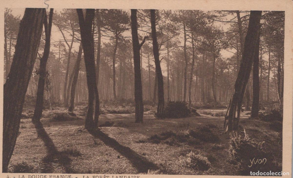 Postkarten: France Landes For&ecirc;t Landaise Pins Maritimes Paysage Unposted *YAB386