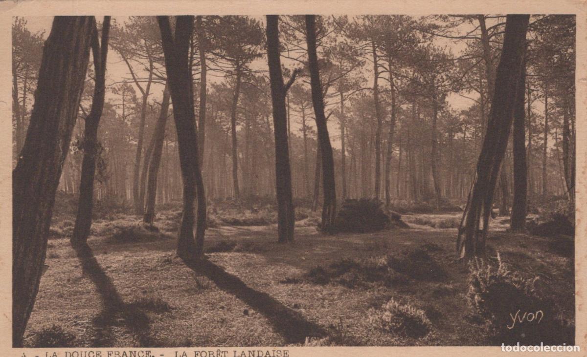Cartoline: France Mont de Marsan For&ecirc;t Landaise Unposted *YAB391
